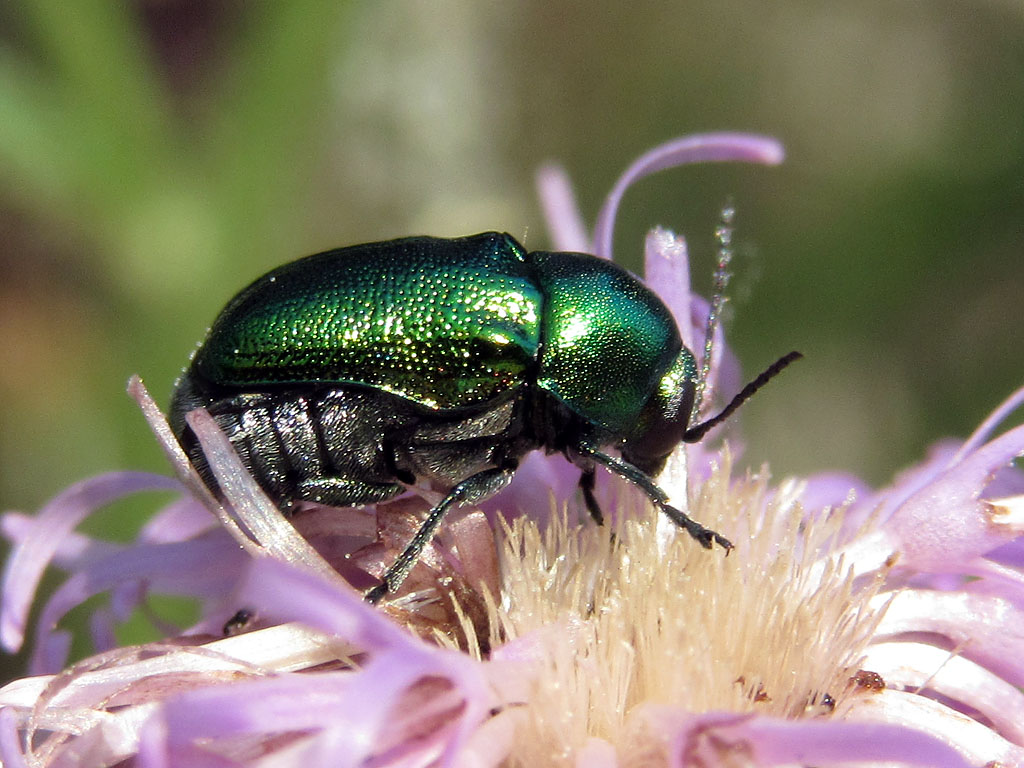 Cryptocephalus sp., Chrysomelidae